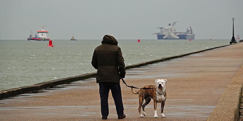 File:Baasje kwam voor de schepen , hond kwam voor de camera (32358059637).jpg