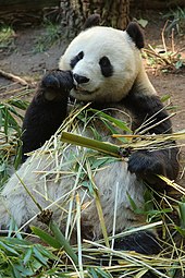 Panda gigante (Ailuropoda melanoleuca) che mangia foglie di bambù.