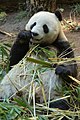 Bai yun giant panda.jpg