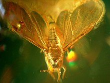 Baltic amber inklusi - Kutu (Hemiptera, Sternorrhyncha, Aphidoidea)6.JPG