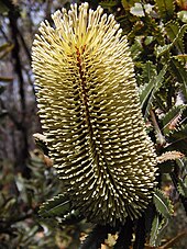 A green-yellow cylindrical flower spike is made up of many small flowers. The flowers are unopened and tipped with conical swellings.