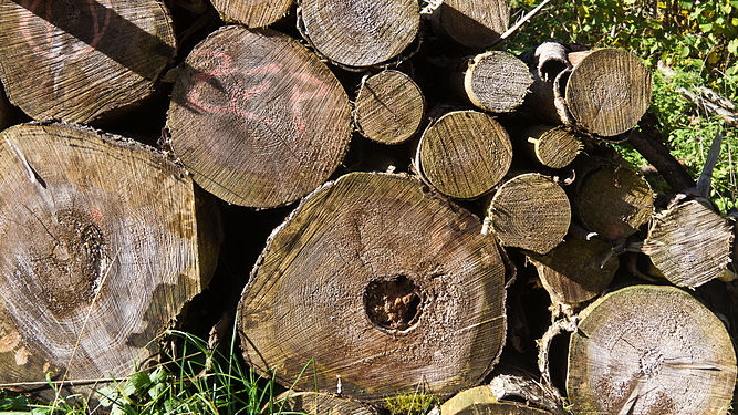 Woodpiles