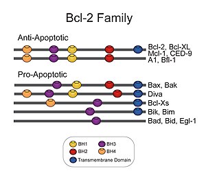 Domains of the Bcl-2 family Bcl-2 Family.jpg