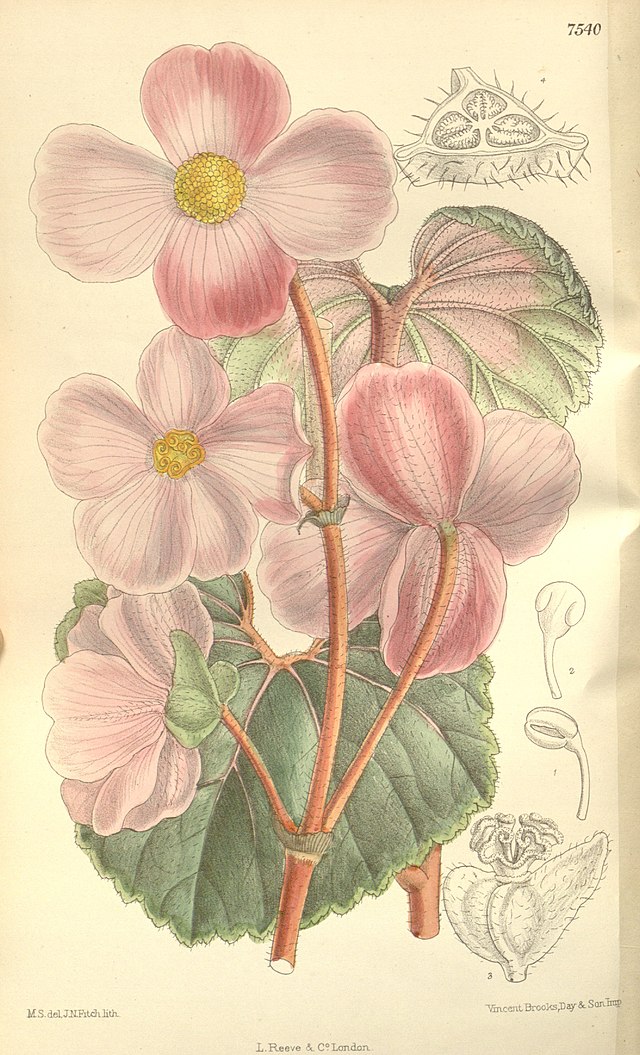 Begonia baumannii - Wikipedia, la enciclopedia libre