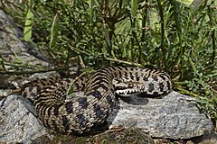 Description de l'image BennyTrapp Vipera walser.jpg.