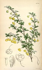 <center>Berberis concinna</center>