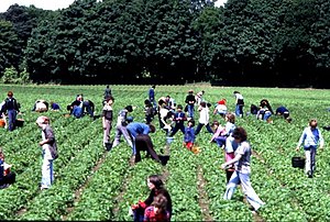 Berry pickers in the Carse of Gowrie - geograph.org.uk - 3147.jpg