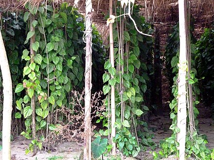 Betel plant cultivation in Bangladesh