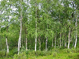 Betula pendula Finland.jpg