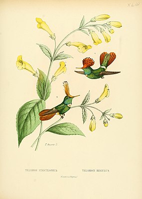 left glossy elf (Lophornis stictolophus) right redhead elf (Lophornis delattrei)