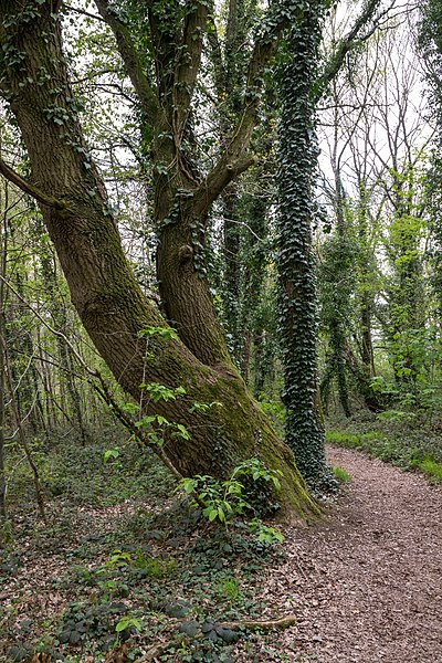 File:Beverungen - 2017-04-27 - HX-023 Hannoversche Klippen (28).jpg