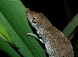 Big-nosed Chameleon, Marojejy, Madagascar (3898098742).jpg