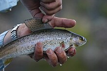 Fotohand, die einen Fisch hält