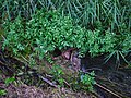 Biotope Lake of Gargazzone - Photo by Giovanni Ussi - Lake and surrounding vegetation (101) 08.jpg