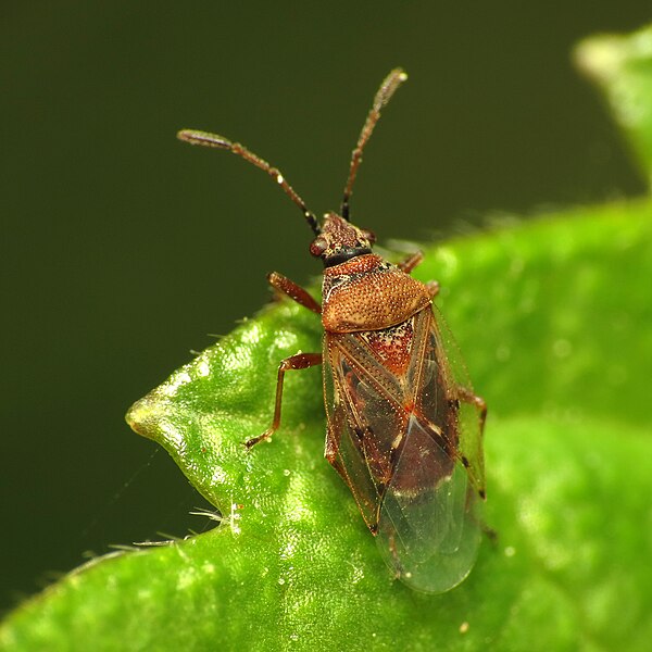 Fichier:Birch Catkin Bug - Flickr - treegrow (1).jpg