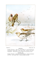 Plectrophenax nivalis (common: Snowflake) Plate L (No. 2) in: Bird-Life, Teachers Manual, 1899