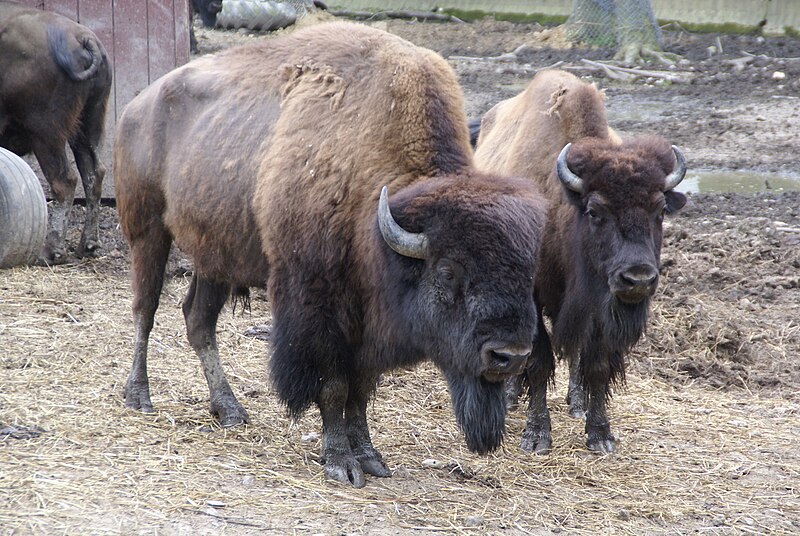 File:Bison bison DSC03293.jpg