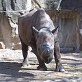 Black rhinoceros at Lincoln Park Zoo