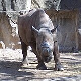 Black Rhino.JPG