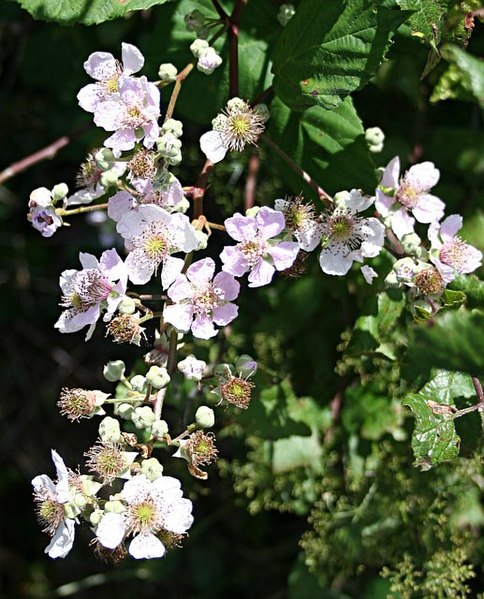 File:Blackberry Blossom - geograph.org.uk - 216207.jpg