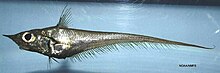 Blackfin grenadier (Caelorinchus caribbaeus) .jpg