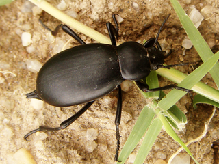 <span class="mw-page-title-main">Blaptini</span> Tribe of darkling beetles