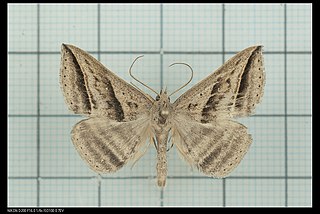<i>Blasticorhinus</i> Genus of moths