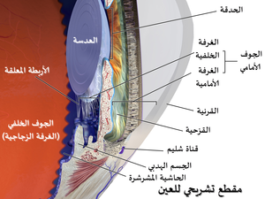 Blausen 0390 EyeAnatomy Sectional-ar.png