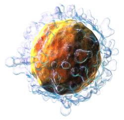 Blausen 0625 Lymphocyte T cell (crop).png