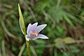 Bletilla formosana