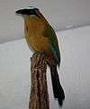 Blue Crowned Motmot