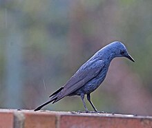 Blue rock-thrush, the national bird of Malta Blue Rock Thrush, Gibraltar.jpg