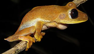 <i>Boana pombali</i> Species of frog