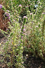 Miniatura para Boisduvalia (planta)