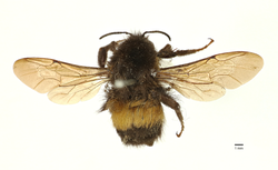 Bombus irisanensis holotype.png