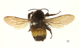 Bombus irisanensis