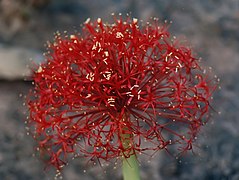 Boophone disticha (Sore-eye flower), inflorescence