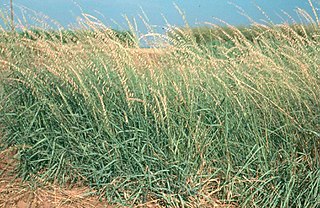<i>Bouteloua</i> Genus of grasses