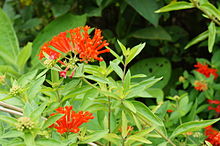 Bouvardia ternifolia 2.jpg