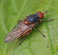 Brachyopa sp. (male)1.jpg