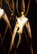 Brassia arcuigera