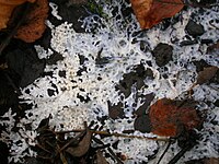 The plasmodium's capillitium amongst moss and wood. Brefeldia maxima plasmodium.jpg