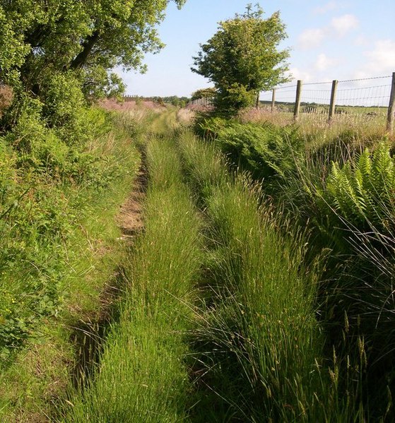 File:Bridleway to Bryngwyn - geograph.org.uk - 1357143.jpg