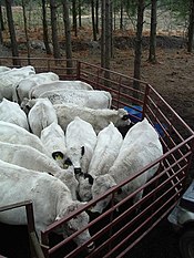 A mobile cattle pen made using steel hurdles; attached to a cattle crush in foreground British White cattle in mobile pen.jpg