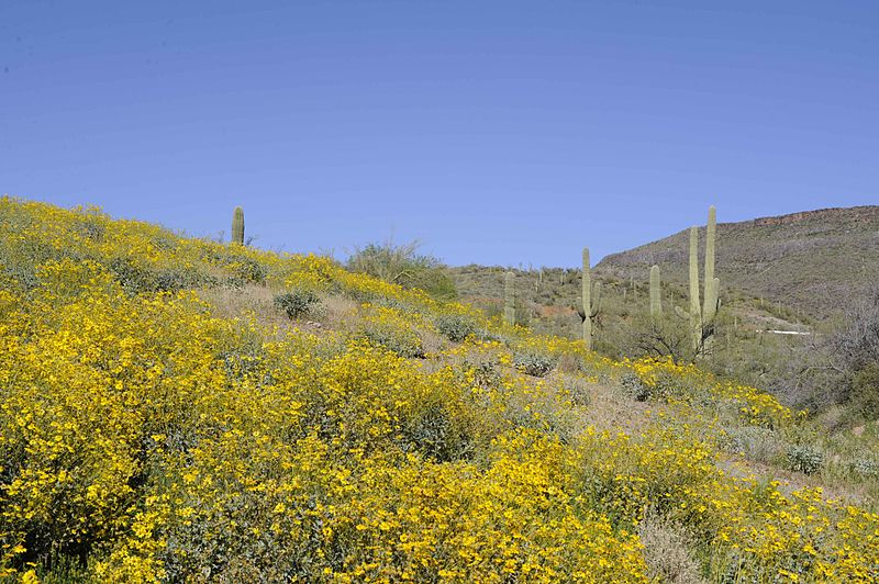 File:Brittlebush and saguaro cacti cover this hillside.jpg