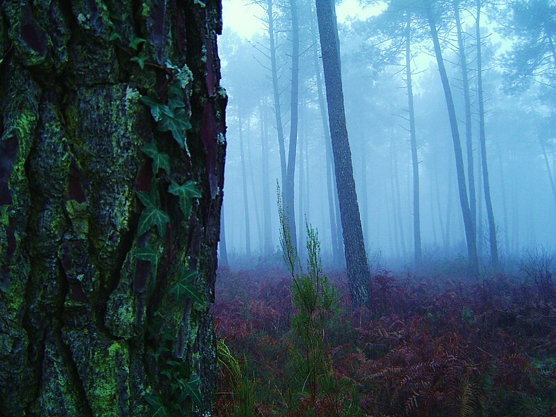 File:Brouillard sur la forêt des Landes.jpg