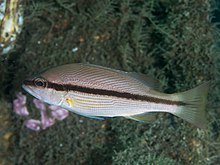 Brownstripe red snapper (Lutjanus vitta) (26872902298).jpg