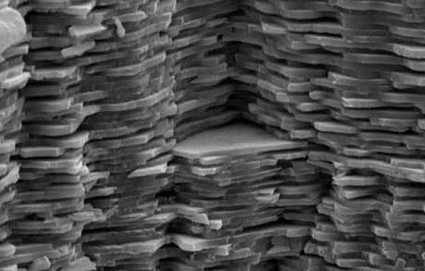 Electron micrograph of a fractured surface of nacre showing multiple thin layers