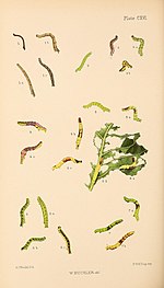 Figs. 3,3a,3b Larvae in various stages of growth Buckler W The larvae of the British butterflies and moths PlateCXVI.jpg