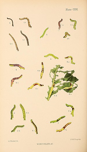 Figs. 7,7a,7b Larva after final moult Buckler W The larvae of the British butterflies and moths PlateCXVI.jpg